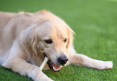 <p>庭をドッグランに一新<br>愛犬と楽しむ快適な暮らし</p>